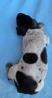 Male 2, a male German Shorthaired Pointer for sale in Penhook, VA – 7 of 8