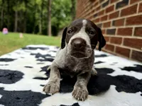 Male 1, a male German Shorthaired Pointer for sale in Penhook, VA – 2 of 5