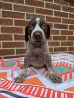 AKC Male, a male German Shorthaired Pointer for sale in Penhook, VA – 2 of 8