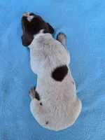 Male 3, a male German Shorthaired Pointer for sale in Penhook, VA – 6 of 7