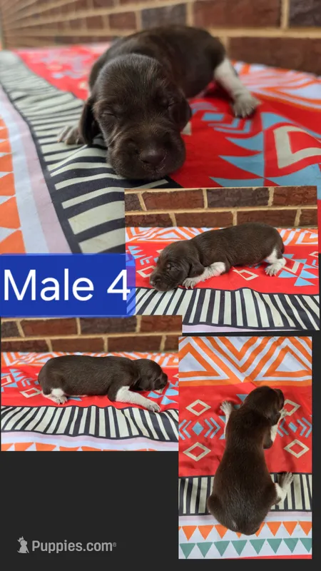 Male 4 – German Shorthaired Pointer puppy for sale in Penhook, VA