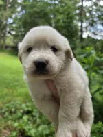Male 3, a male Great Pyrenees and Golden Retriever for sale in Penhook, VA – 2 of 4