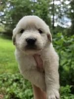 Male 3, a male Great Pyrenees and Golden Retriever for sale in Penhook, VA – 4 of 4