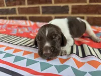 Male 3, a female German Shorthaired Pointer for sale in Penhook, VA – 3 of 7