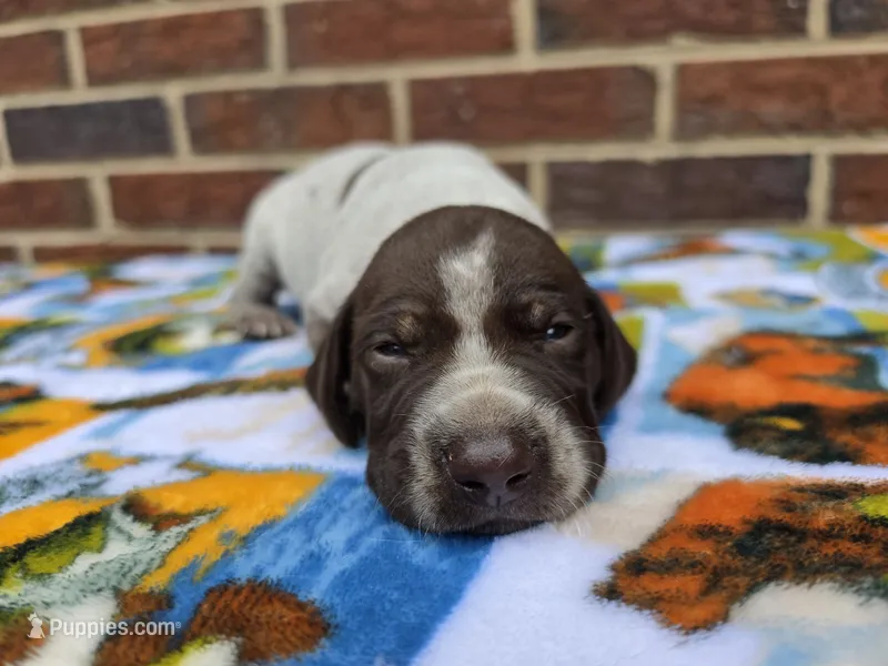 Male 3 – German Shorthaired Pointer puppy for sale in Penhook, VA