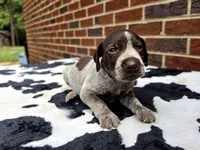 Male 1, a male German Shorthaired Pointer for sale in Penhook, VA – 4 of 5
