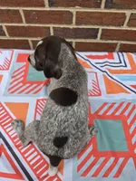 AKC Male, a male German Shorthaired Pointer for sale in Penhook, VA – 5 of 8