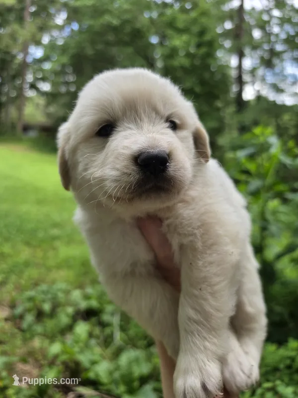 Male 3, a male Great Pyrenees and Golden Retriever for sale in Penhook, VA – 1 of 4
