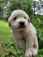 Male 3, a male Great Pyrenees and Golden Retriever for sale in Penhook, VA – 1 of 4