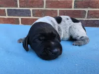 Male 2, a male German Shorthaired Pointer for sale in Penhook, VA – 2 of 8