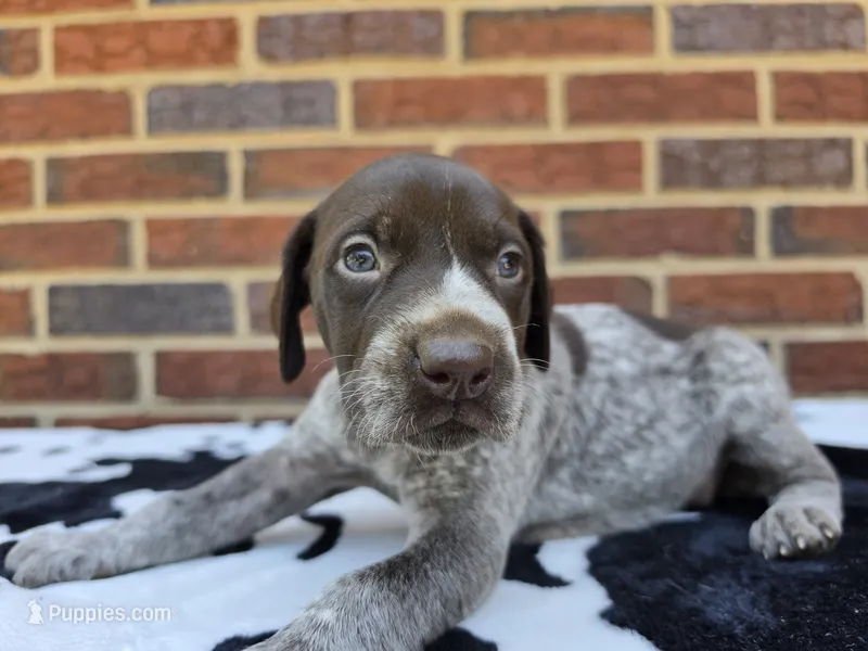 Female 3 – German Shorthaired Pointer puppy for sale in Penhook, VA