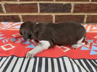 Male 4, a female German Shorthaired Pointer for sale in Penhook, VA – 6 of 6