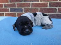 Male 2, a male German Shorthaired Pointer for sale in Penhook, VA – 3 of 8