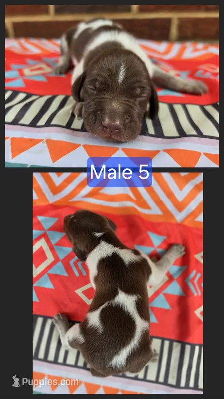 Male 5 – German Shorthaired Pointer puppy for sale in Penhook, VA