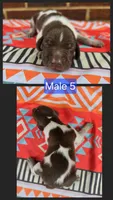 Male 5, a female German Shorthaired Pointer for sale in Penhook, VA – 1 of 7