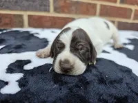 Female 4, a female German Shorthaired Pointer for sale in Penhook, VA – 4 of 6