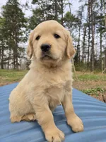 Ready Now, a female Golden Retriever and English Cream Golden Retriever for sale in Penhook, VA – Photo 3 of 3