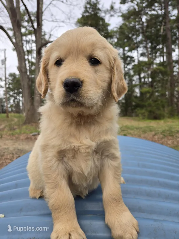 Ready Now – Golden Retriever, English Cream Golden Retriever puppy for sale in Penhook, VA