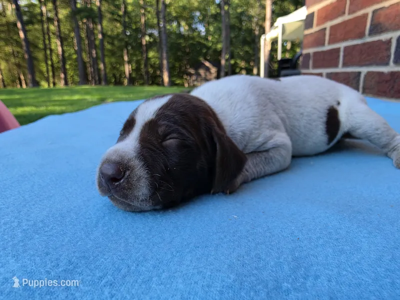 Male 3 – German Shorthaired Pointer puppy for sale in Penhook, VA