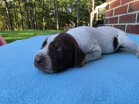 Male 3, a male German Shorthaired Pointer for sale in Penhook, VA – 1 of 7