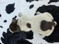 Female 3, a female German Shorthaired Pointer for sale in Penhook, VA – 5 of 5