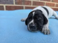 Male 4, a male German Shorthaired Pointer for sale in Penhook, VA – 2 of 7