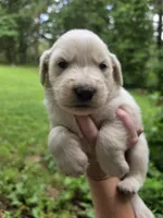 Male 2, a male Great Pyrenees and Golden Retriever for sale in Penhook, VA – 5 of 5