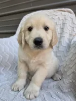 Male Ready Today, a male Great Pyrenees and Golden Retriever for sale in Penhook, VA – 6 of 6