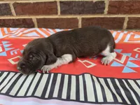 Male 4, a female German Shorthaired Pointer for sale in Penhook, VA – 5 of 6