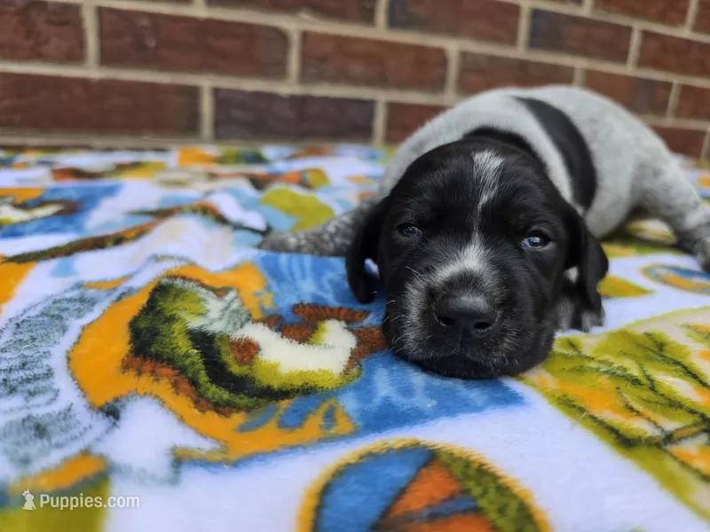 Male 4 – German Shorthaired Pointer puppy for sale in Penhook, VA