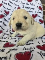 Male 1, a male Golden Retriever for sale in Penhook, VA – Photo 7 of 7