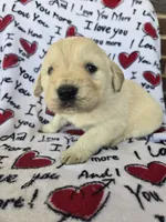 Male 1, a male Golden Retriever for sale in Penhook, VA – Photo 4 of 7