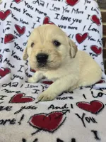 Male 1, a male Golden Retriever for sale in Penhook, VA – Photo 3 of 7