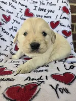 Male 1, a male Golden Retriever for sale in Penhook, VA – Photo 2 of 7