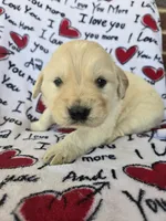 Male 1, a male Golden Retriever for sale in Penhook, VA – Photo 5 of 7