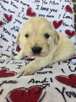 Male 1, a male Golden Retriever for sale in Penhook, VA – Photo 6 of 7