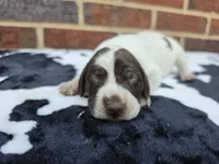 Female 4, a female German Shorthaired Pointer for sale in Penhook, VA – 5 of 6