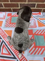 AKC Male, a male German Shorthaired Pointer for sale in Penhook, VA – 8 of 8