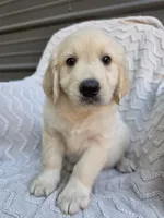 Male Ready Today, a male Great Pyrenees and Golden Retriever for sale in Penhook, VA – 4 of 6