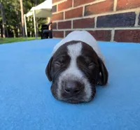 Male 3, a male German Shorthaired Pointer for sale in Penhook, VA – 7 of 7