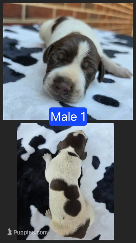 Male 1 – German Shorthaired Pointer puppy for sale in Penhook, VA