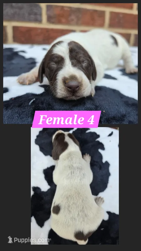 Female 4, a female German Shorthaired Pointer for sale in Penhook, VA – 1 of 6
