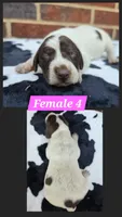 Female 4, a female German Shorthaired Pointer for sale in Penhook, VA – 1 of 6