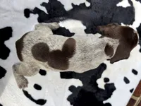 Male 1, a male German Shorthaired Pointer for sale in Penhook, VA – 3 of 5