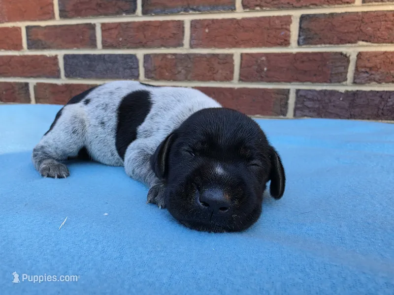 Male 2 – German Shorthaired Pointer puppy for sale in Penhook, VA