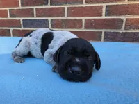 Male 2, a male German Shorthaired Pointer for sale in Penhook, VA – 1 of 8