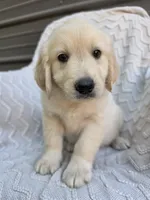 Male Ready Today, a male Great Pyrenees and Golden Retriever for sale in Penhook, VA – 5 of 6