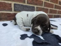 Female 1, a female German Shorthaired Pointer for sale in Penhook, VA – 2 of 4