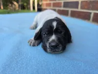 Male 4, a male German Shorthaired Pointer for sale in Penhook, VA – 4 of 7
