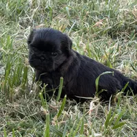 Mira, a female Shih Tzu for sale in Phoenix, AZ – Photo 1 of 3